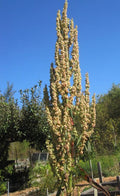 Rumex orbiculatus Seeds – Great Water Dock | Native Wetland Plant | Rain Garden & Pond Edge | 100 Seeds