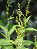 Cold Hardy Bloody Dock Bare Root – Rumex sanguineus, Red-Veined Sorrel, Aquatic Marginal Pond Plant, Perennial Water Garden
