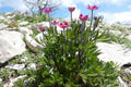 Anemone multifida Seeds – Windflower Wildflower, 100 Non-GMO Perennial Seeds, Pollinator-Friendly Garden & Meadow Plant