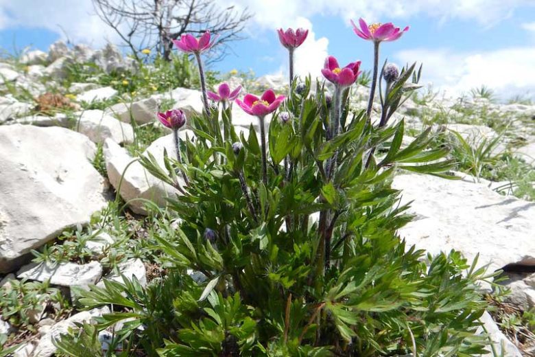 Anemone multifida Seeds – Windflower Wildflower, 100 Non-GMO Perennial Seeds, Pollinator-Friendly Garden & Meadow Plant