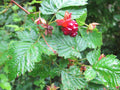 Salmonberry Root Cuttings (Rubus spectabilis), 5 Rhizomes, 4-5" Long, USDA Zones 4-9, Partial Shade