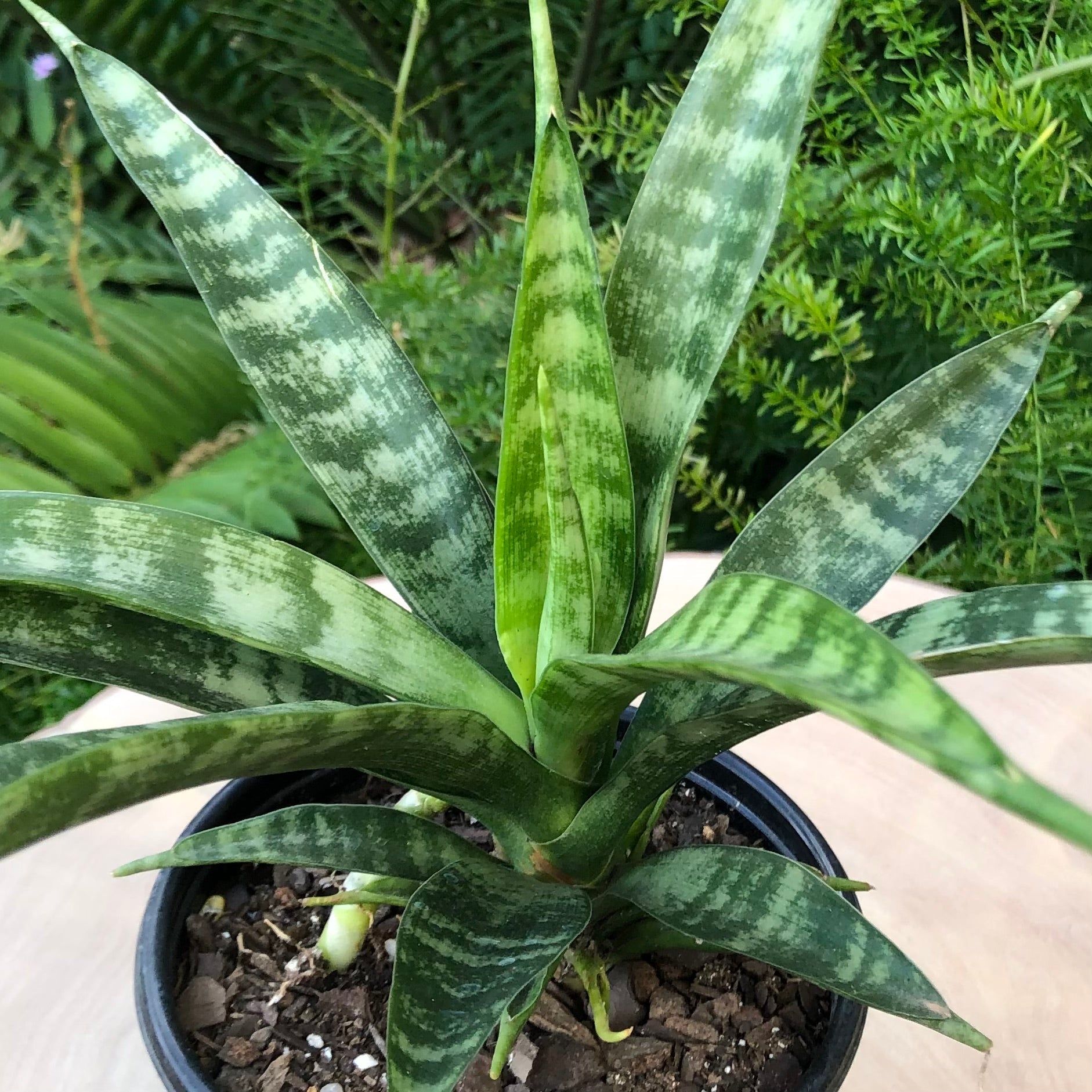 Sansevieria Parva Rare Snake Plant Starter 4–8” | Air Purifier | Live Houseplant | African Spear Plant | Easy Care Indoor Plant
