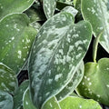 12” Rooted Variegated Silver Satin Pothos Cutting – Scindapsus pictus Houseplant – Rare Variegated Vine, Easy Indoor Plant