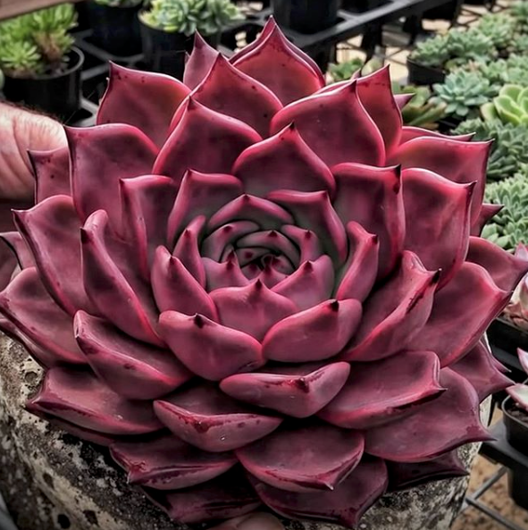 Echeveria Agavoides ‘Romeo Rubin’ – Rare Red Succulent Plant 2” | Live Bare Root | Easy Care Indoor Outdoor Echeveria