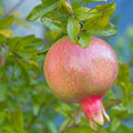 Super Rare Sirenevyi Pomegranate Cuttings (Punica granatum ‘Sirenevyi’) – 3 Fresh Scions for Rooting or Grafting – Large Sweet Fruit