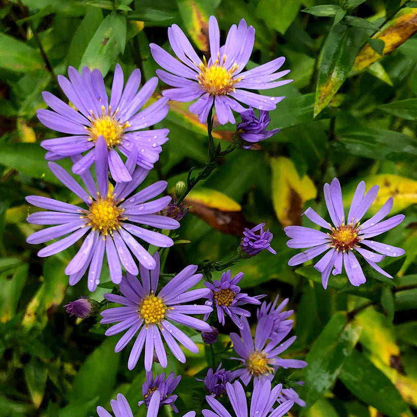 Symphyotrichum laeve Seeds – Smooth Blue Aster, Native Perennial Wildflower, Pollinator-Friendly Meadow Plant (100 Seeds)