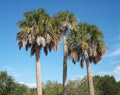 Sabal palmetto Seeds – Cabbage Palm, Palmetto Palm, Blue Palmetto, Carolina Palmetto (5 Seeds)