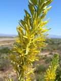 Stanleya pinnata Seeds – Prince's Plume, Perennial Wildflower, Drought-Tolerant Desert Plant (40 Seeds)