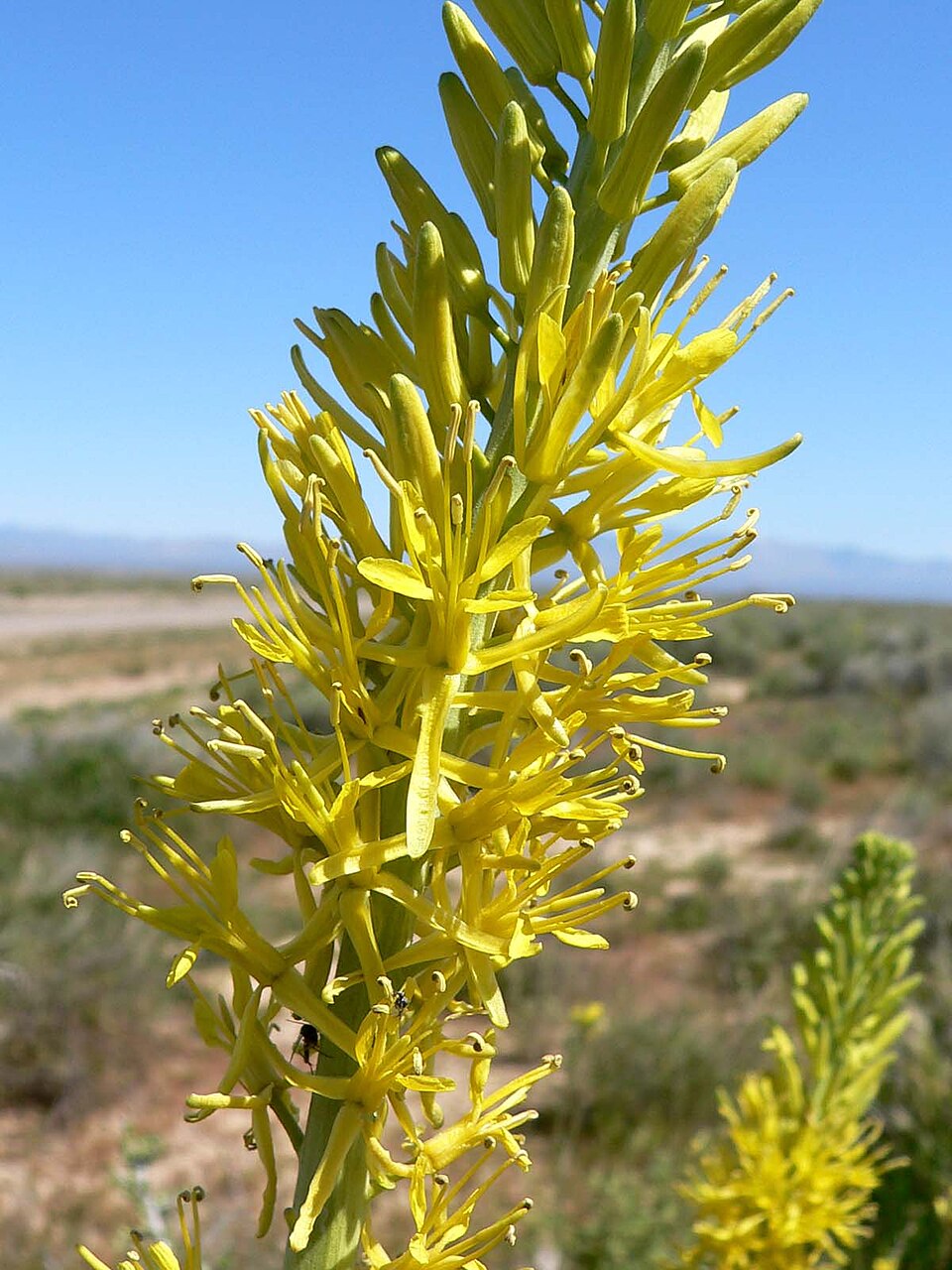 Stanleya pinnata Seeds – Prince's Plume, Perennial Wildflower, Drought-Tolerant Desert Plant (40 Seeds)