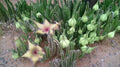 Stapelia gigantea Unrooted Cutting – Starfish Flower Cactus, Giant Carrion Flower Succulent for Propagation & Rare Collectors