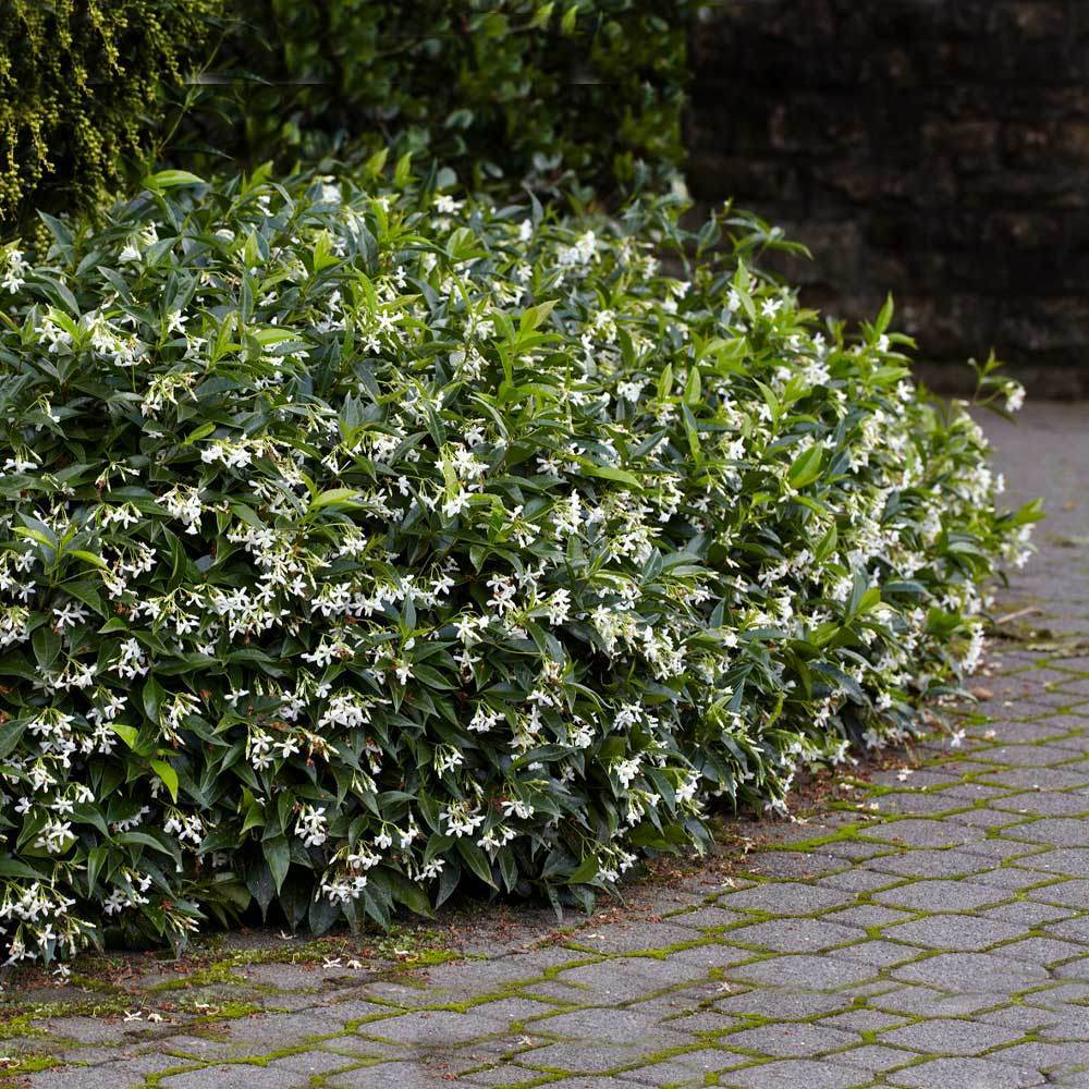 Star Jasmine Plant (Trachelospermum jasminoides) | Fragrant Flowering Vine | Evergreen Climber | 1 Rooted Stem Live Plant