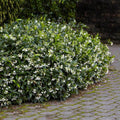 Star Jasmine Plant (Trachelospermum jasminoides) | Fragrant Flowering Vine | Evergreen Climber | 1 Rooted Stem Live Plant