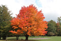 1 Sugar Maple Tree (Acer saccharum) Live Bareroot 10–18" Tall | Hardy Shade Tree | Brilliant Fall Color | Zones 3–8