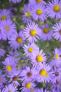Symphyotrichum Oblongifolium Seeds (100) Aromatic Aster – Native Perennial Wildflower, Purple Blooms, Pollinator Plant