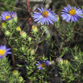 100 Symphyotrichum oblongifolium Seeds | Aromatic Aster | Native Perennial Wildflower | Pollinator-Friendly Garden Plant