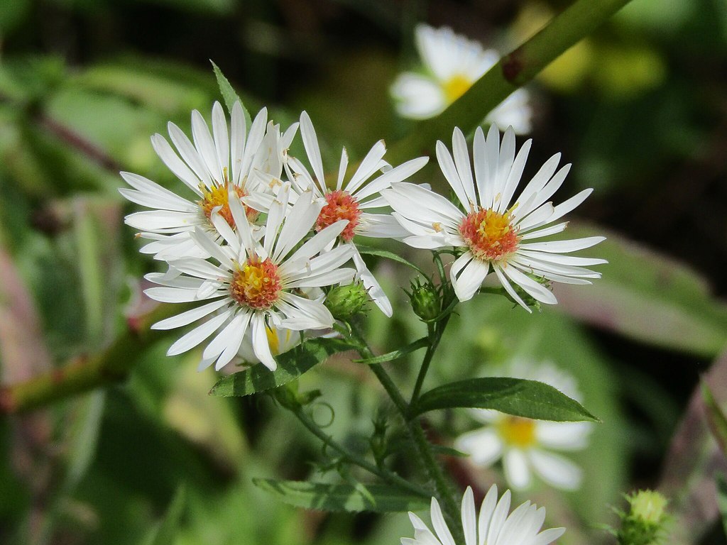 100 Symphyotrichum pilosus Seeds | Heath Aster | Frost Aster | Native Perennial Wildflower | Pollinator-Friendly Garden Plant