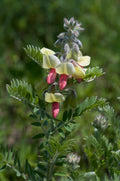 Tephrosia virginiana Seeds – Goat’s Rue Wildflower, 10 Non-GMO Perennial Seeds, Native Legume for Pollinator Gardens