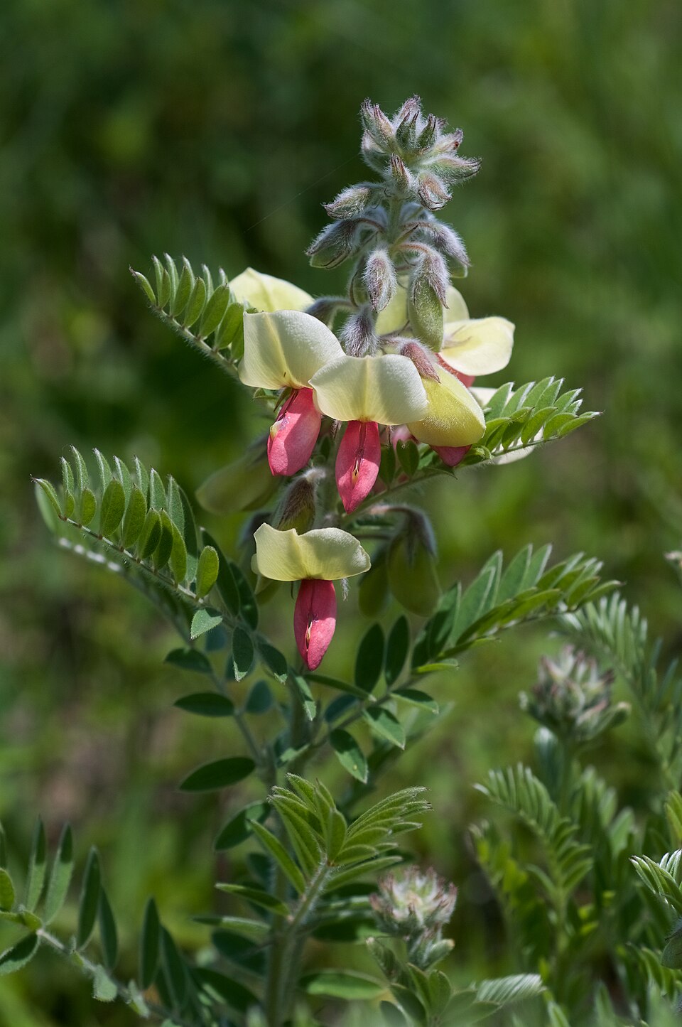 Tephrosia virginiana Seeds – Goat’s Rue Wildflower, 10 Non-GMO Perennial Seeds, Native Legume for Pollinator Gardens