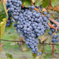 5pcs Thomcord Seedless Grape Cuttings – Unrooted Vitis vinifera Hybrid, Sweet Table Grapes, Grow Your Own Vine, Easy Propagation