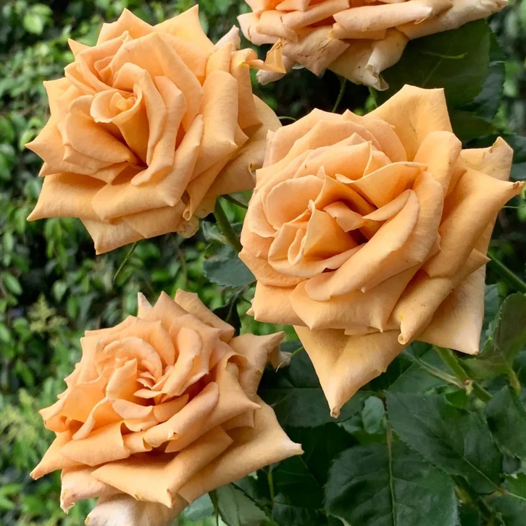 Super Rare Toffee Ecuadorian Rose Cuttings (3 Unrooted) – Rosa ‘Toffee’ Brown Caramel Rose for Rooting & Grafting