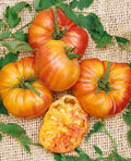 2 Old German Tomato Live Plants (Solanum lycopersicum) 6–10" | Rare Heirloom Bicolor Slicer | Large Yellow-Red Tomato Starters