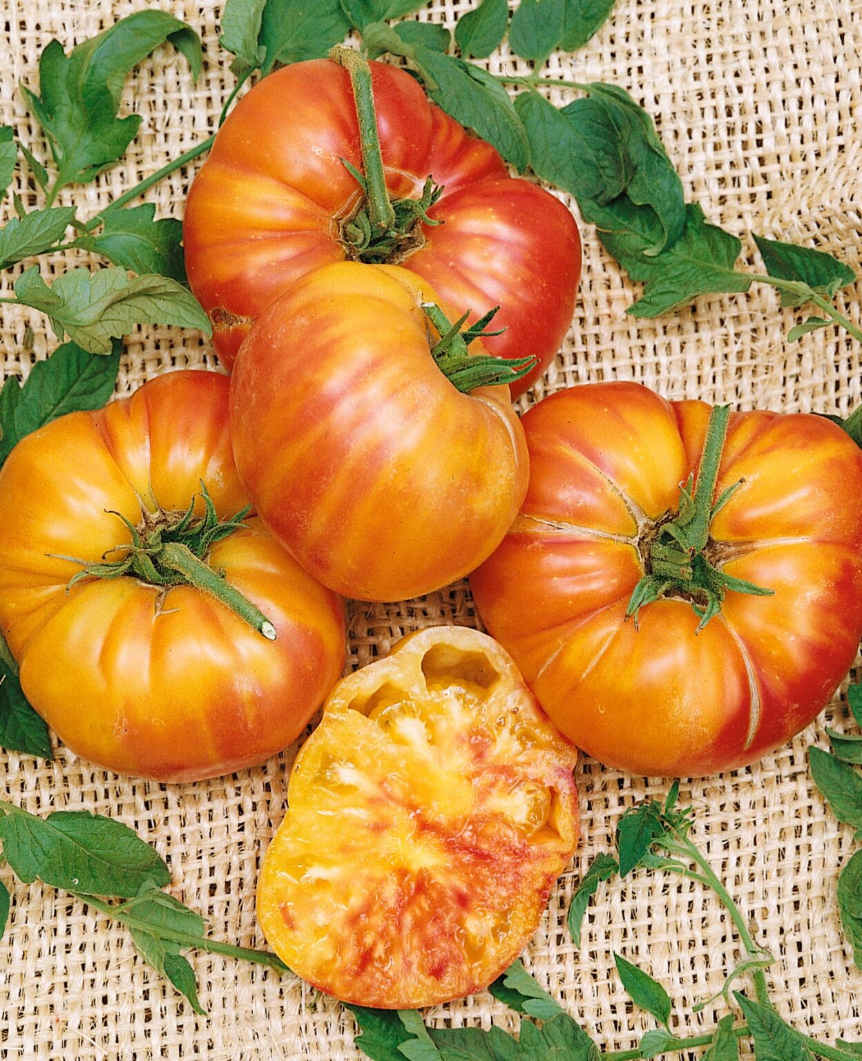 2 Old German Tomato Live Plants (Solanum lycopersicum) 6–10" | Rare Heirloom Bicolor Slicer | Large Yellow-Red Tomato Starters
