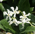 Organic Live Star Jasmine (Trachelospermum jasminoides) Unrooted Cuttings – Fragrant Confederate Jasmine Vine