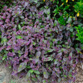 Tradescantia ‘Pale Puma’ – 5 Unrooted Fuzzy Plant Cuttings | Soft Variegated Houseplant | Easy to Root Indoor Starter Plant