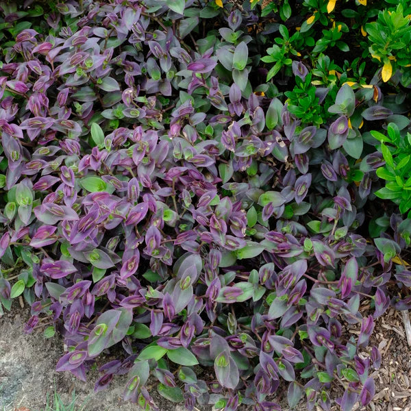 Tradescantia ‘Pale Puma’ – 5 Unrooted Fuzzy Plant Cuttings | Soft Variegated Houseplant | Easy to Root Indoor Starter Plant