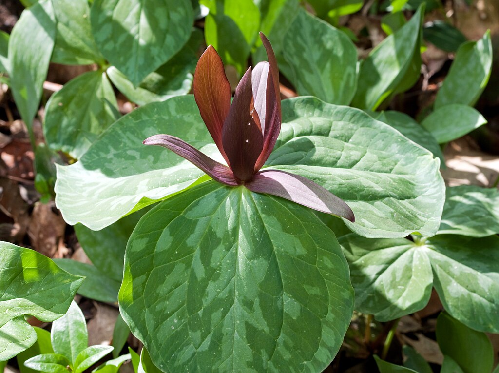 5 Purple Toad Trillium Bulbs (Sweet Betsy, Trillium cuneatum) | Woodland Wildflower Perennial | Shade Garden Native Plant
