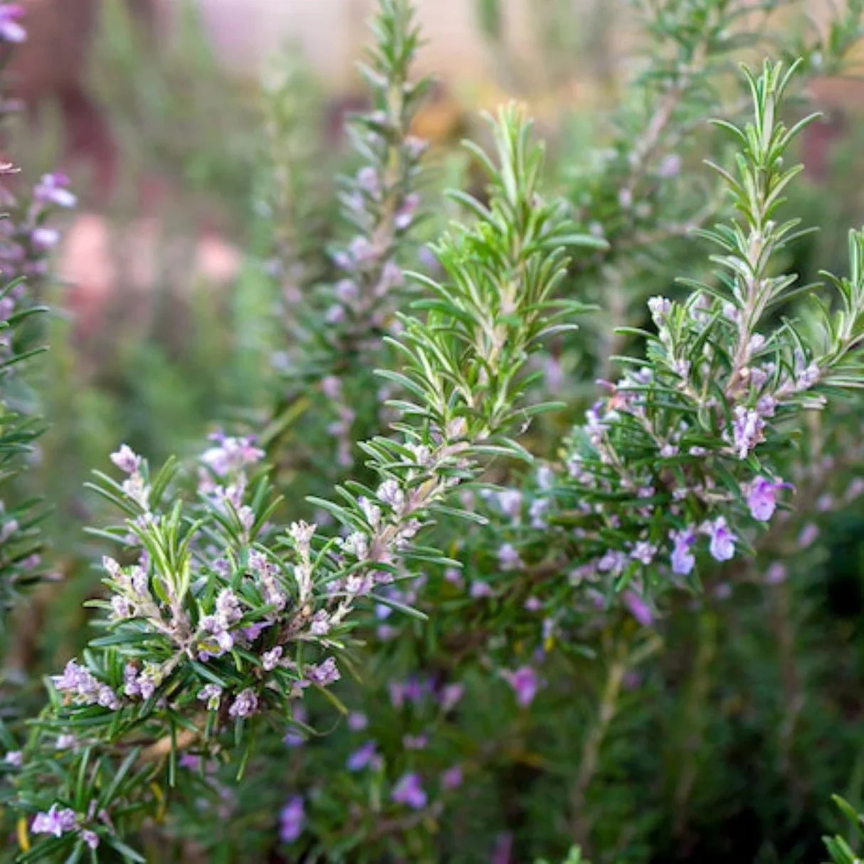 Organic Rosemary ‘Tuscan Blue’ – Live Starter Plant | Aromatic Culinary Herb, Hardy Perennial, Mediterranean Variety