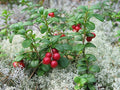 Lingonberry Rhizomes (4 Pack) – Vaccinium vitis-idaea Live Edible Berry Plants | Cold-Hardy Groundcover for Gardens & Containers