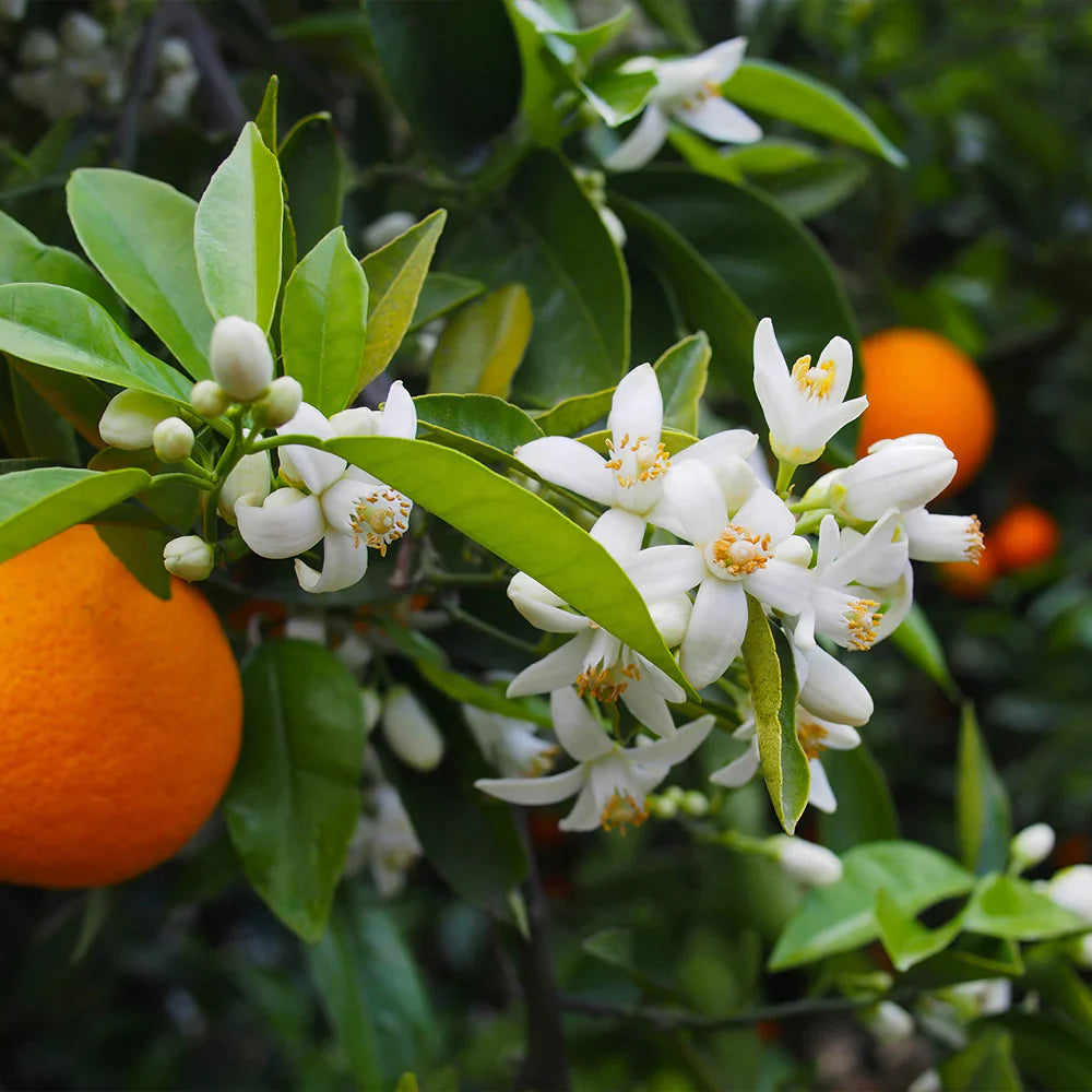 Valencia Orange Cuttings (Citrus sinensis) 6–8 Inch Unrooted – For Rooting or Grafting, Organic Sweet Juice Citrus Scion