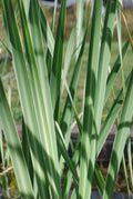 Live Variegated Cattail Typha latifolia variegata | Hardy Aquatic Marginal Pond Plant | Bareroot Water Garden Plant