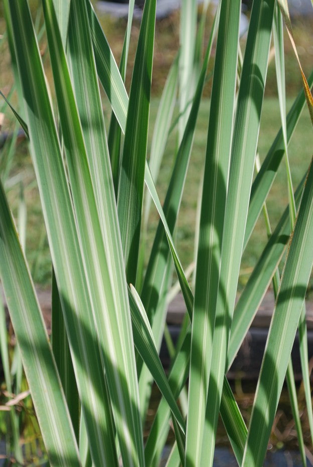 Live Variegated Cattail Typha latifolia variegata | Hardy Aquatic Marginal Pond Plant | Bareroot Water Garden Plant
