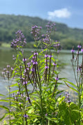 Verbena hastata Seeds – Blue Vervain, Native Perennial Wildflower, Pollinator-Friendly Meadow Plant (100 Seeds)