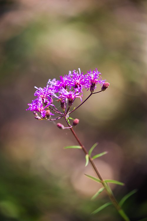 100 Vernonia angustifolia Seeds | Tall Ironweed | Native Perennial Wildflower | Pollinator-Friendly Meadow & Garden Plant