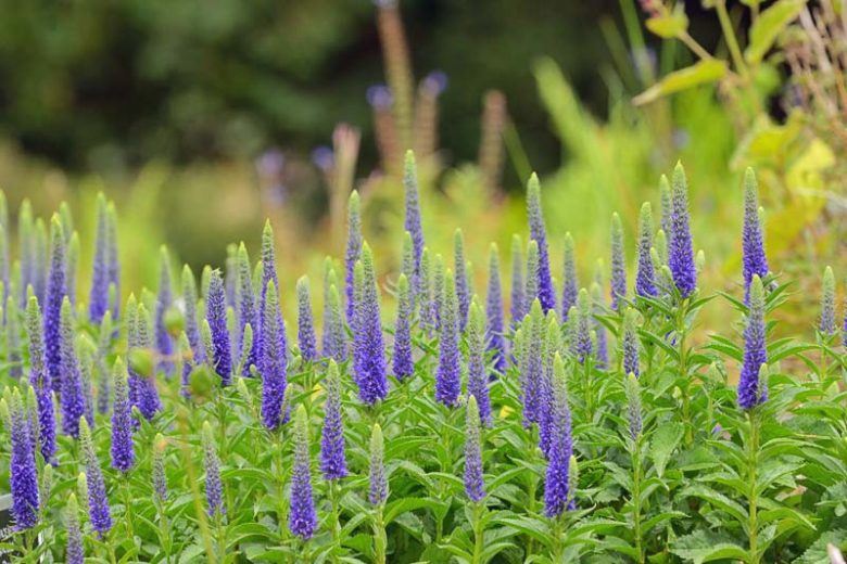 Live Royal Candles Speedwell Plant - Veronica spicata - Perennial in 1 Pint Pot - Deep Blue Spikes for Sun, Pollinators & Borders