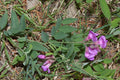Vicia americana Seeds – American Vetch, Native Nitrogen-Fixing Groundcover, Wildflower & Forage Plant (25 Seeds)