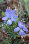 10 Bird’s-Foot Violet Plants (Viola pedata) | Bare-Root Native Wildflower | Prairie & Woodland Perennial | Spring Bloomer