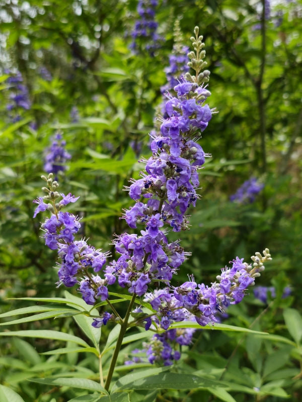 Vitex Chaste Tree – Live Plant (Vitex agnus-castus) – Lilac Chasteberry Tree – Fast-Growing, Fragrant Flowering Shrub