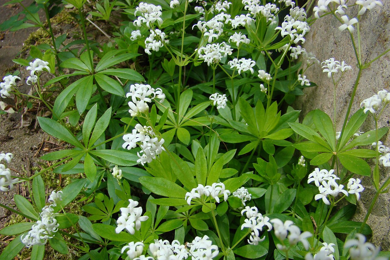 Sweet Woodruff (Galium odoratum) – Live Shade Plant Starter | Fragrant Groundcover, Woodland Perennial for Moist, Shady Gardens