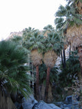 Washingtonia filifera Seeds – California Fan Palm, Desert Palm, Hardy Ornamental Palm Tree (5 Seeds)