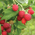 Caroline Everbearing Raspberry Plant Bare Root – Sweet Large Red Berries, Hardy Fruit Bush Seedling
