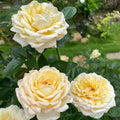 Super Rare Golden Yves Piaget Rose Cuttings (3) – Rosa ‘Yves Piaget’ | Vibrant Yellow Floribunda | Unrooted for Rooting or Grafting