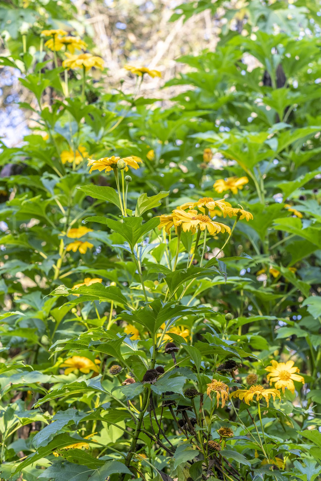 15 Mexican Sunflower Cuttings | Tithonia diversifolia | Unrooted Flowering Stems | Yellow-Orange Blooms for Pollinators & Landscaping