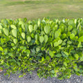 5 Clusia Plants (Clusia rosea) | Bare Root Starter Plants | Autograph Tree | Tropical Hedge | Air Purifying Houseplant