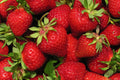 AC Wendy Strawberry Plants (10 Bare Root) – June-Bearing Variety – Early Season, Productive, Sweet Berries – Hardy Garden Fruit