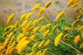 Live Moonshine Achillea Yarrow Plant – Perennial in 1 Pint Pot, Yellow Blooms, Drought Tolerant, Pollinator Friendly, Zone 3–9