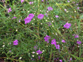 Agalinis tenuifolia Seeds – Slender False Foxglove | Native Wildflower | Prairie & Meadow Plant | 250 Seeds